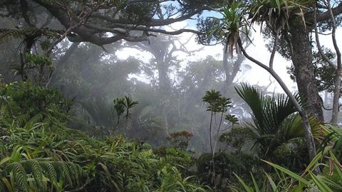 Forêt du mont Panié, en Nouvelle-Calédonie. © M. Tassin/Cirad